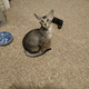 Gomez. He should be named BlurryFace as currently, the image at the top of this post is the only photo in existence of his face in focus.